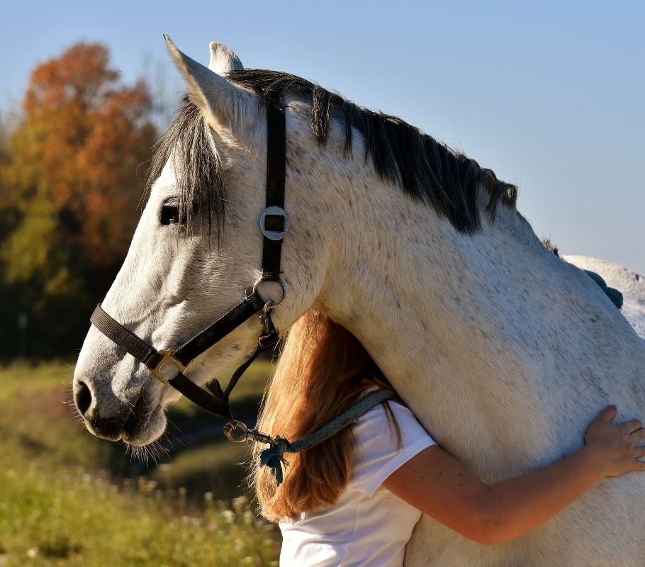 Hippoterapi Seansında Kimler Olmalı Hippoterapi Seansında Kimler Olmalı