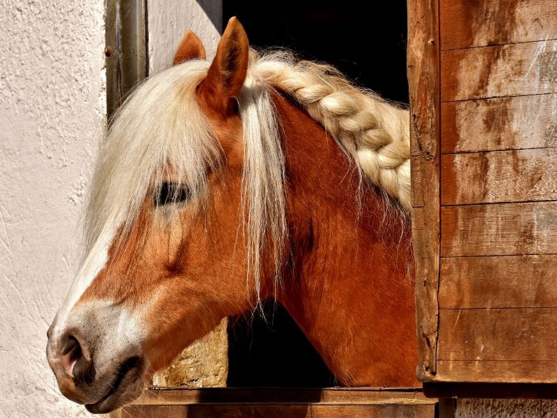 Hippoterapi Uygulamalarında Ekip Hippoterapi Uygulamalarında Ekip