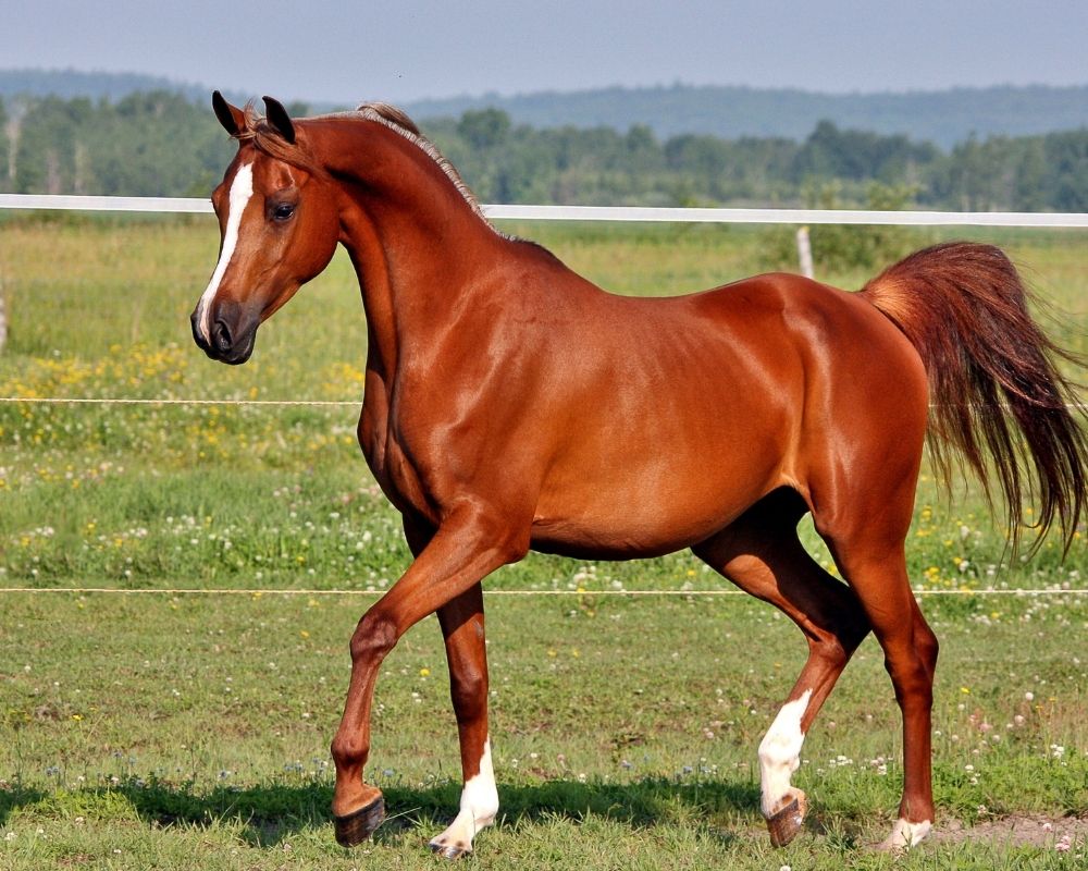 Atlarda Tendon Atlarda Tendon