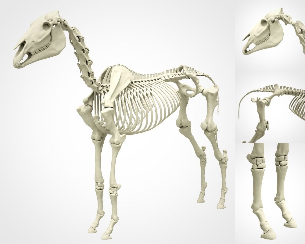 Atların İskeleti Atların İskeleti