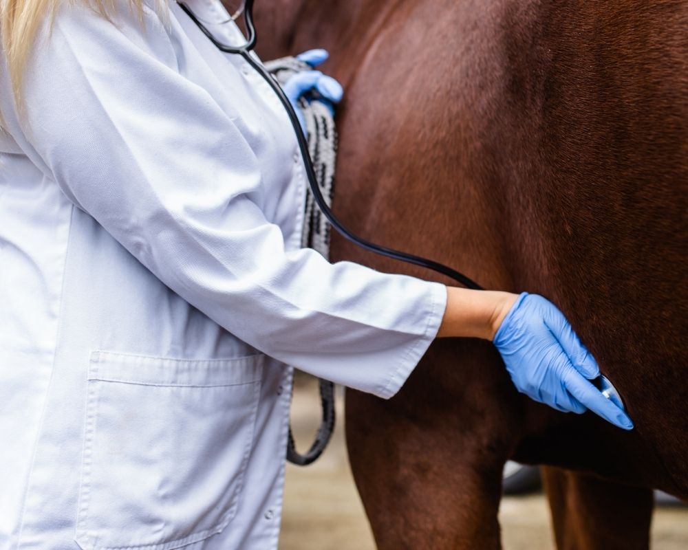 Atçılık Tesislerinde Veteriner Kliniği Atçılık Tesislerinde Veteriner Kliniği