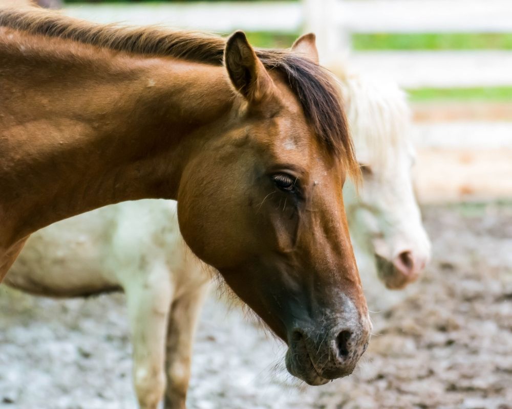 Atlarda Bulaşıcı Nezle (Equine Influenza) Atlarda Bulaşıcı Nezle (Equine Influenza)