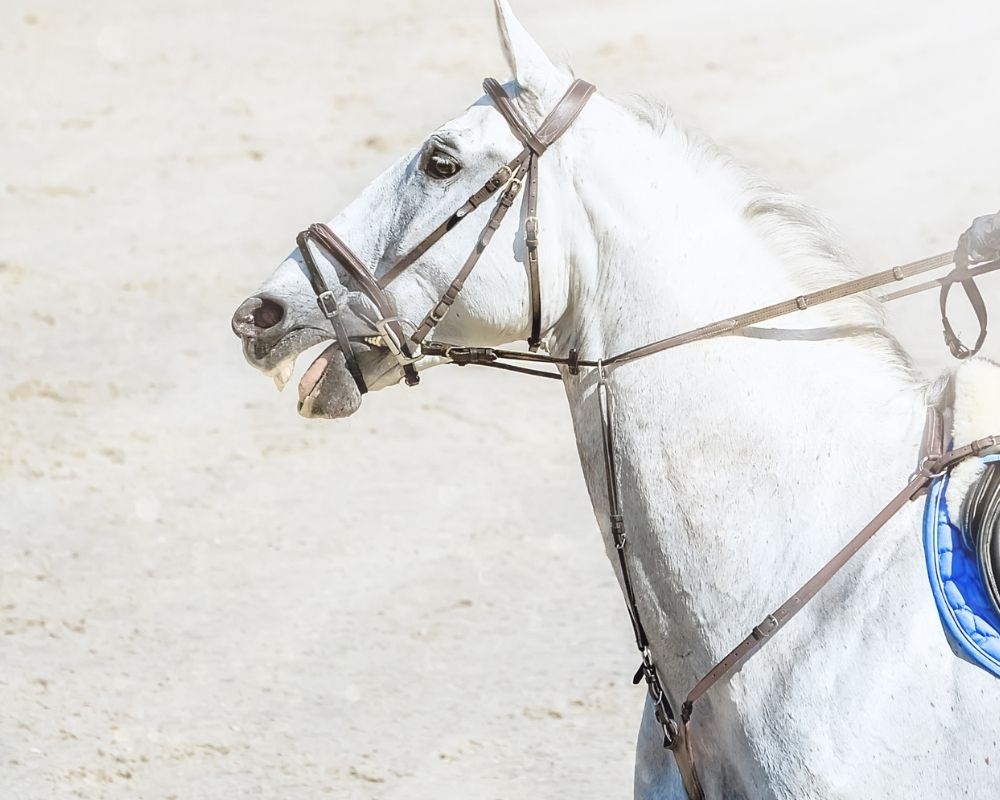 Atlarda Kullanılan Göğüslük Atlarda Kullanılan Göğüslük