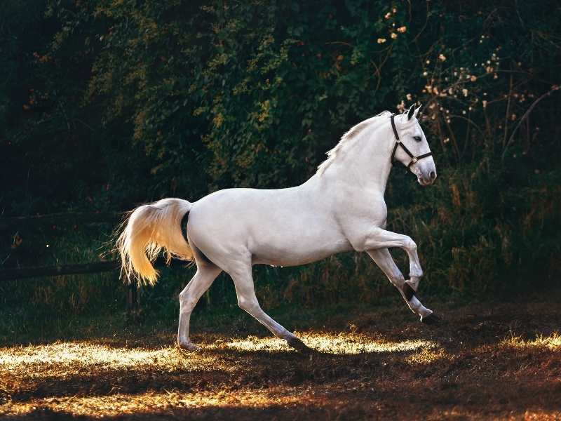 Atlarda Arka Bacak Kemikleri