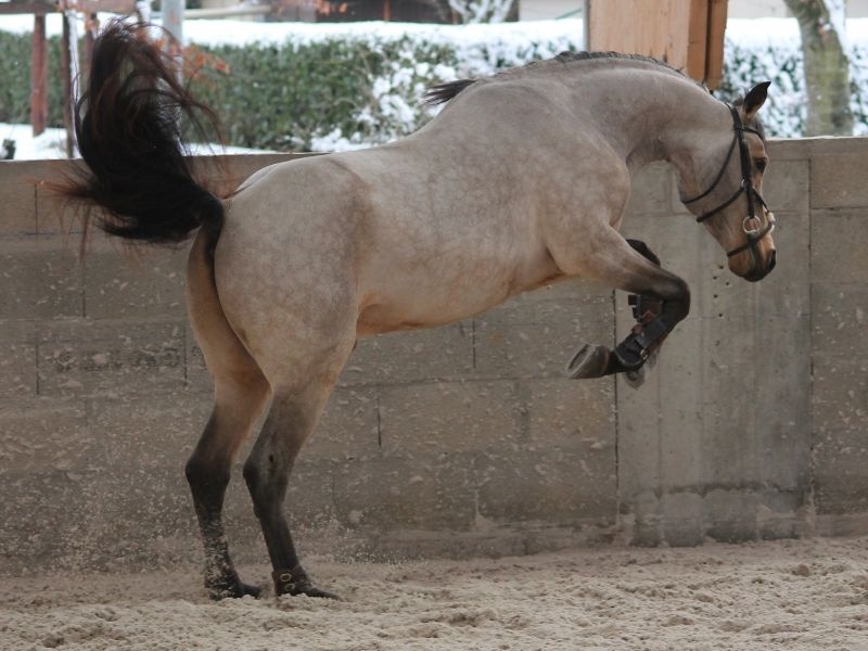 Atlarda Boyun Kasları Atlarda Boyun Kasları