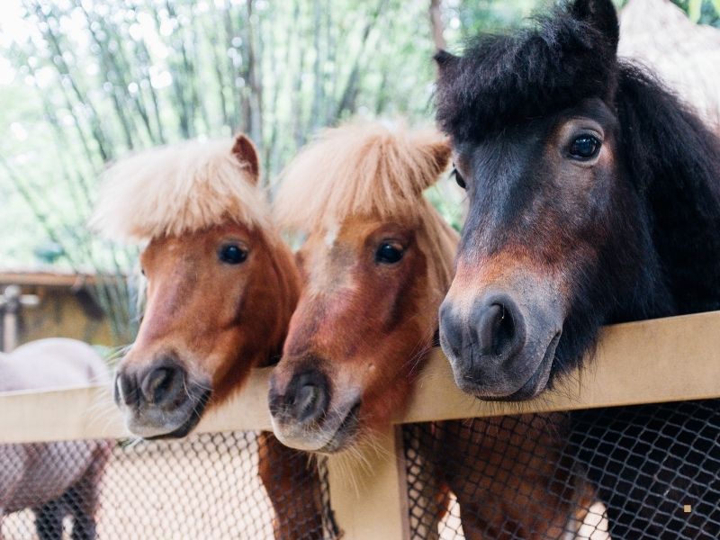 Hippoterapi Atı Eğitiminde Kullanılan Tesis Alanları Hippoterapi Atı Eğitiminde Kullanılan Tesis Alanları