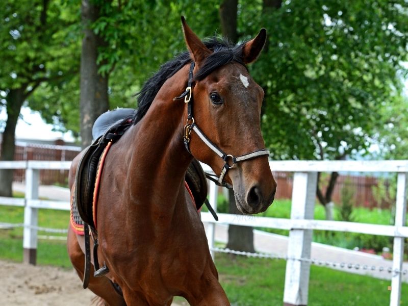 Hippoterapi Atı Eğitiminde Kullanılan Donanım Malzemeleri Hippoterapi Atı Eğitiminde Kullanılan Donanım Malzemeleri