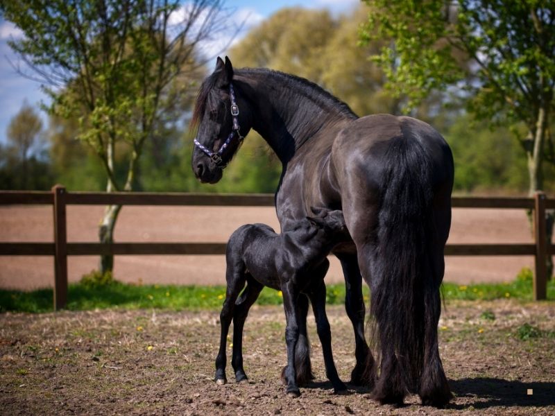 Hippoterapi Atı Eğitiminde Kullanılan Araç ve Gereçler Hippoterapi Atı Eğitiminde Kullanılan Araç ve Gereçler