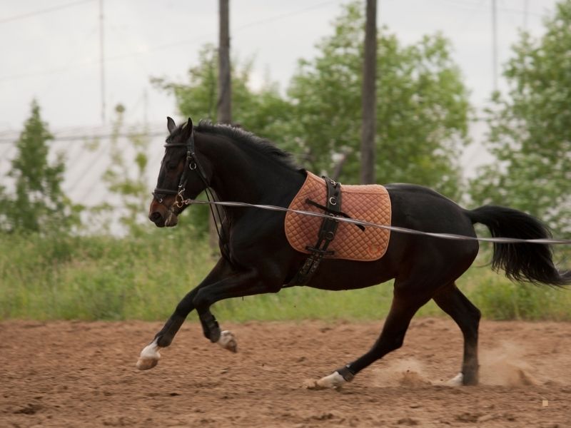 Hippoterapi Atı Eğitiminde Kullanılan Yardımcı Donanım Malzemeleri Hippoterapi Atı Eğitiminde Kullanılan Yardımcı Donanım Malzemeleri