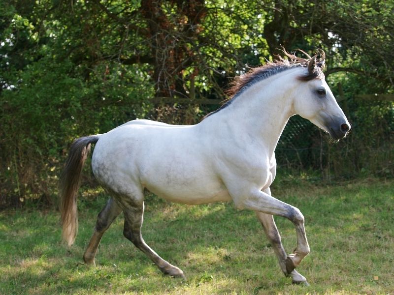 Atlarda Yürüyüş Atlarda Yürüyüş