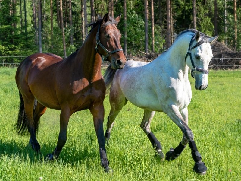 Geleneksel Sporlar Gençlik ve Spor Kulübü Geleneksel Sporlar Gençlik ve Spor Kulübü