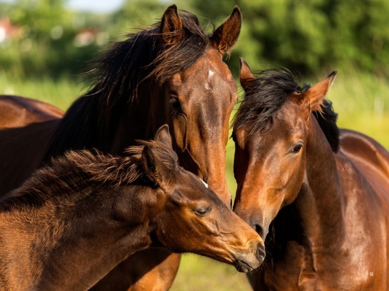 AYBÜ Hippoterapi Uygulama ve Araştırma Merkezi AYBÜ Hippoterapi Uygulama ve Araştırma Merkezi