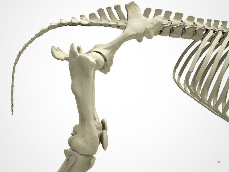 Atlarda Femur Atlarda Femur