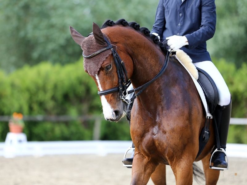 At Terbiyesi (Dressage) Eğitimi Hedefleri