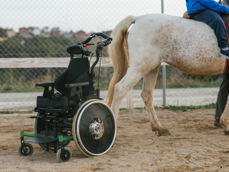 Hippoterapi Atlarının Beslenmesi Hippoterapi Atlarının Beslenmesi