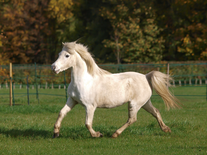 Hippoterapi Atı İdeal Vücut Kondisyon Skoru