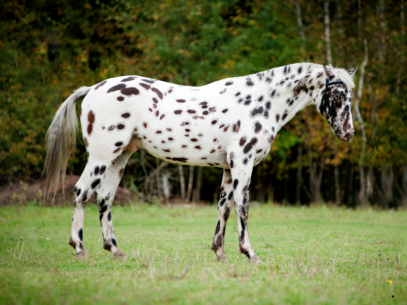 Laminitis Riskini Artıran Yiyecekler Laminitis Riskini Artıran Yiyecekler