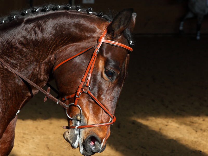 Başlık Çeşitleri (İngiliz, Hanover, Meksika, Kombine, Hackamore vb.) Başlık Çeşitleri (İngiliz, Hanover, Meksika, Kombine, Hackamore vb.)