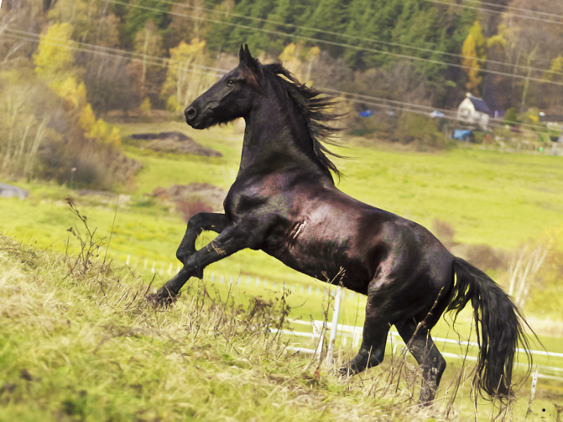 Spor Atı Irkları ve Özellikleri